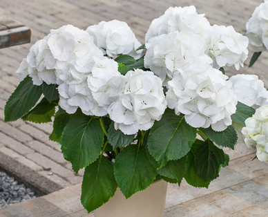 Hortensie