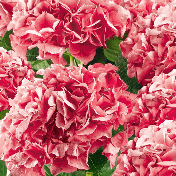 Zimmerhortensie
