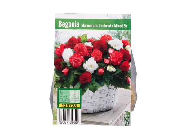Begonia blomsterløg