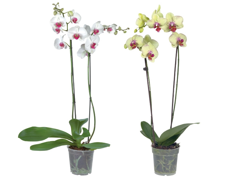 Phalaenopsis 2-Trieber