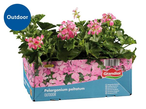 Trailing Geraniums