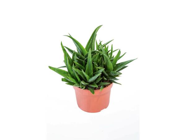 Assortiment de plantes grasses