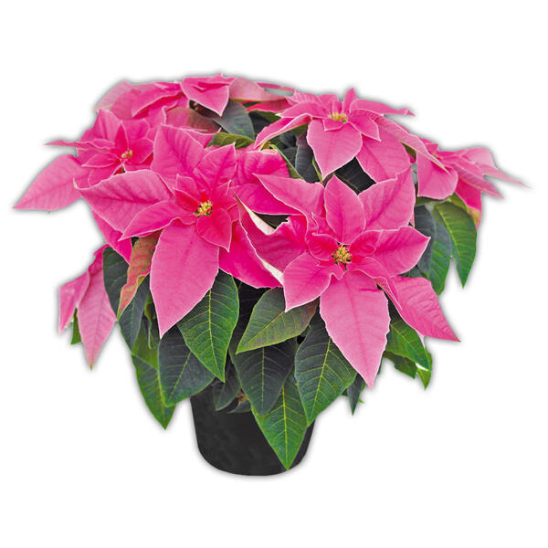 Herbststern "Princettia"