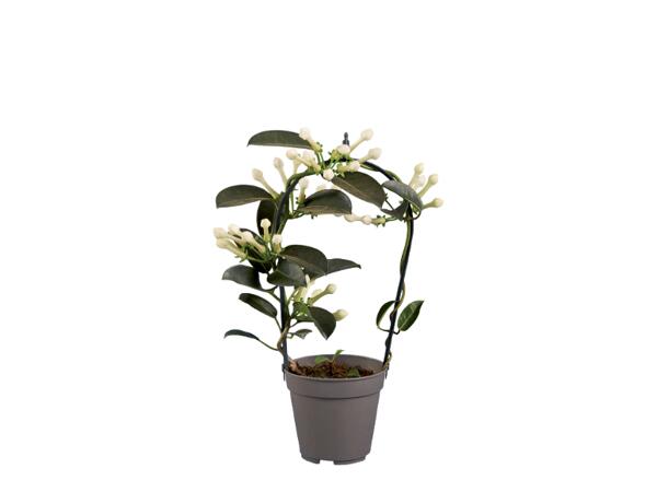 Stephanotis Jasmine or Gardenia