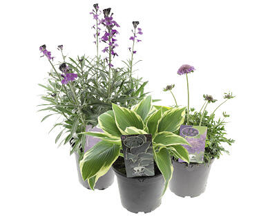 GARDENLINE Stauden Mix T19