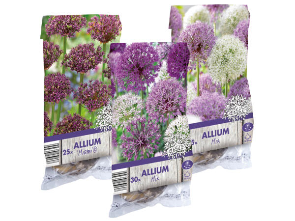 Allium Zwiebel (Zierlauch)