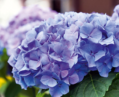 Blaue Hortensie