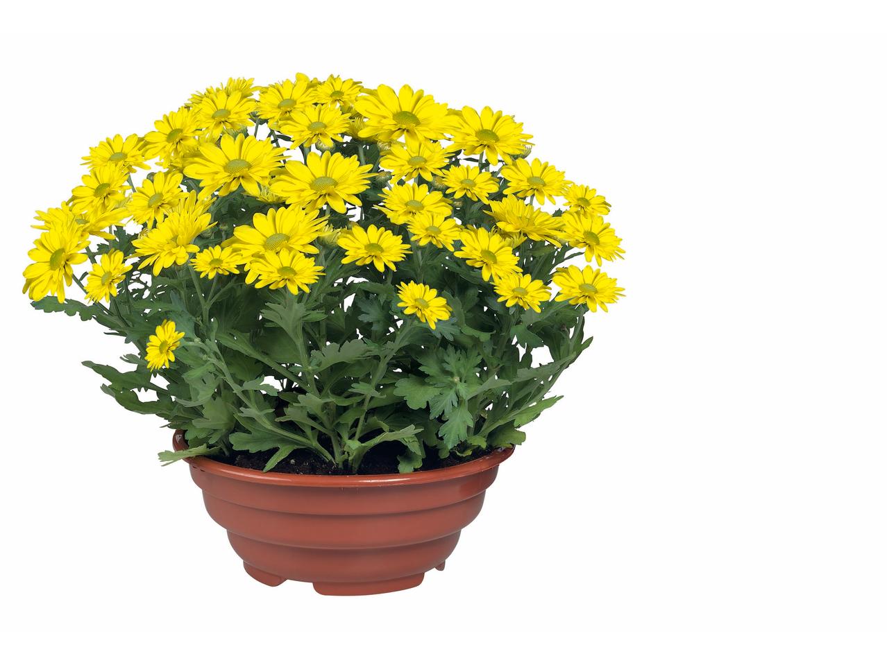 Bloeiplanten in schaal