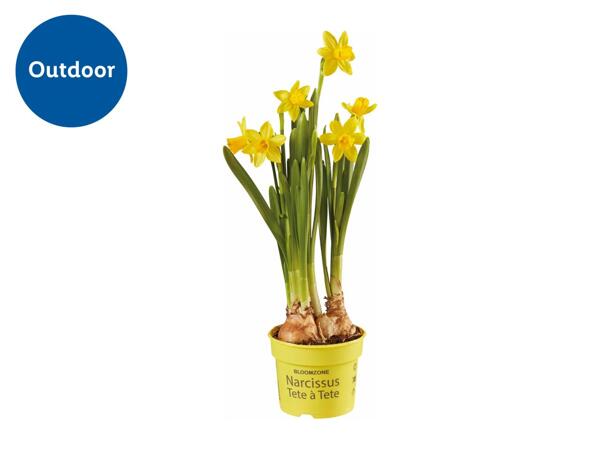 Potted Daffodils
