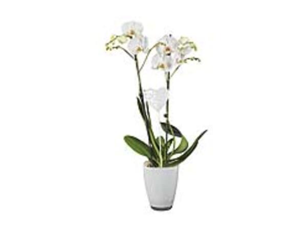 Orchid in Ceramic