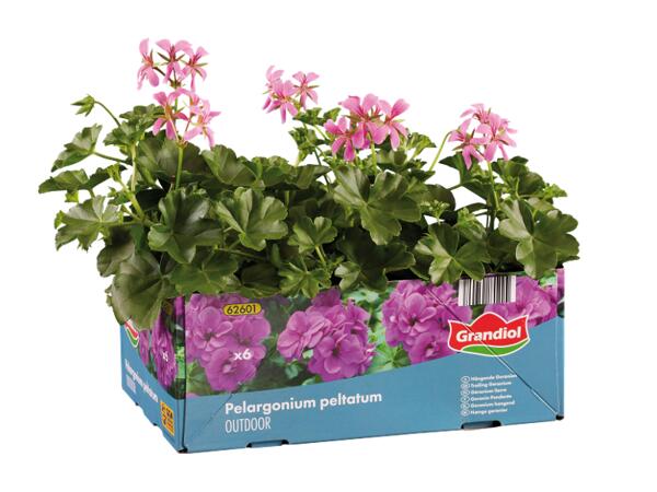 Hanging Geraniums
