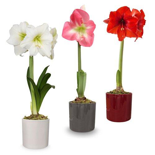bepflanzte Arrangements XMAS