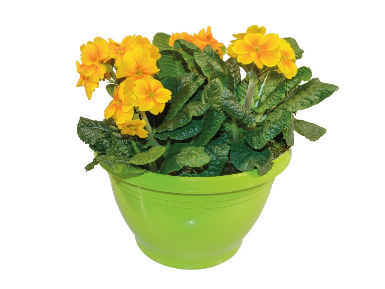 Polyanthus
