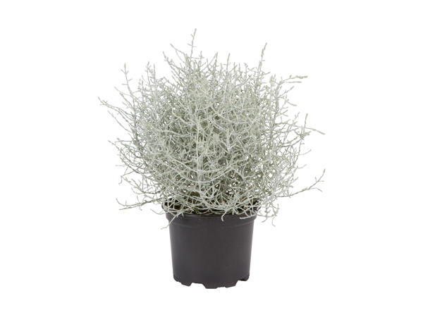 Plante fil de fer