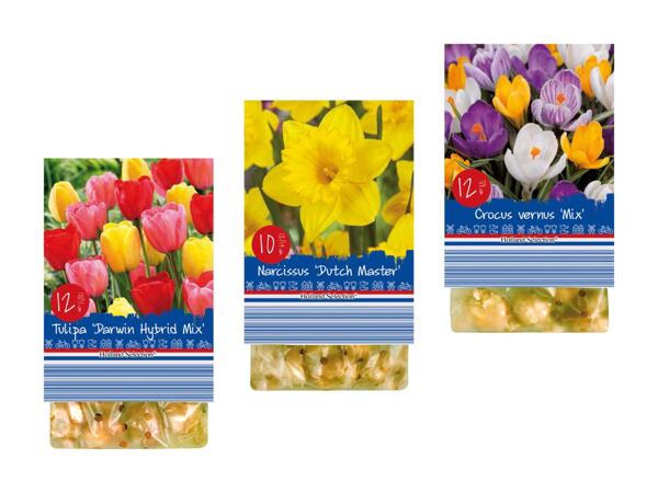 Forårsblomsterløg