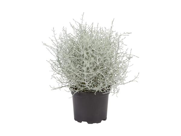 Herbe Bonanza