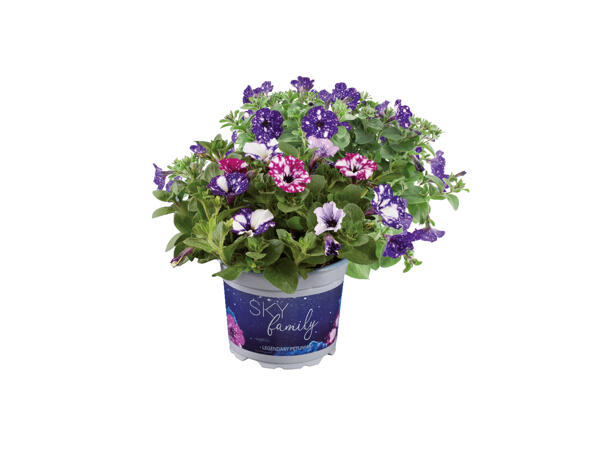 Petunia Sky Mix Trio