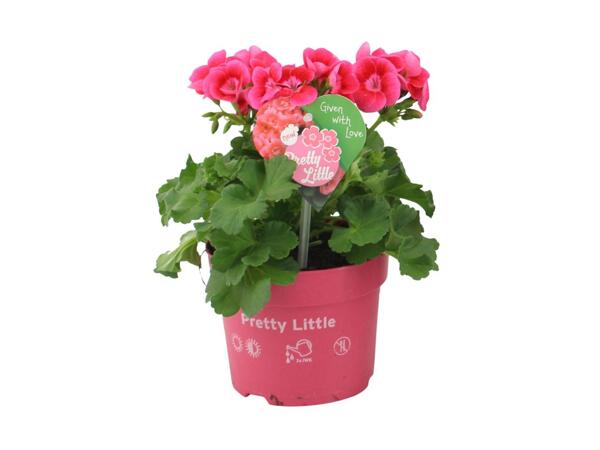 Pelargonium Pretty Little