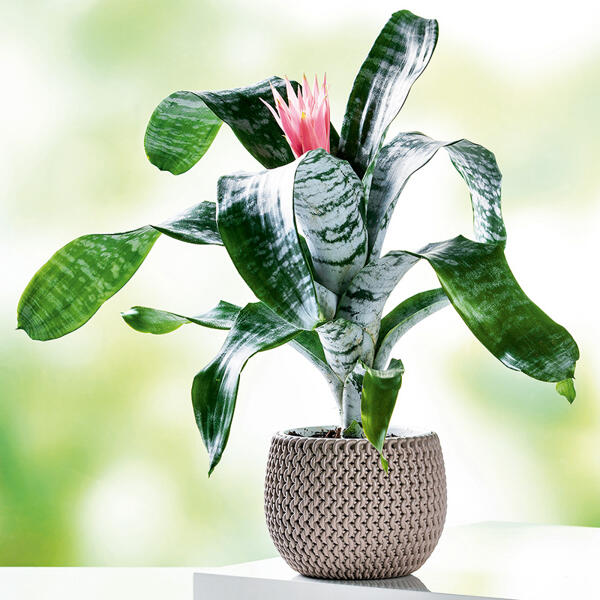 Lanzenrosette "Aechmea Primavera"
