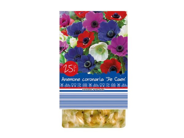 Spring Flowering Bulbs