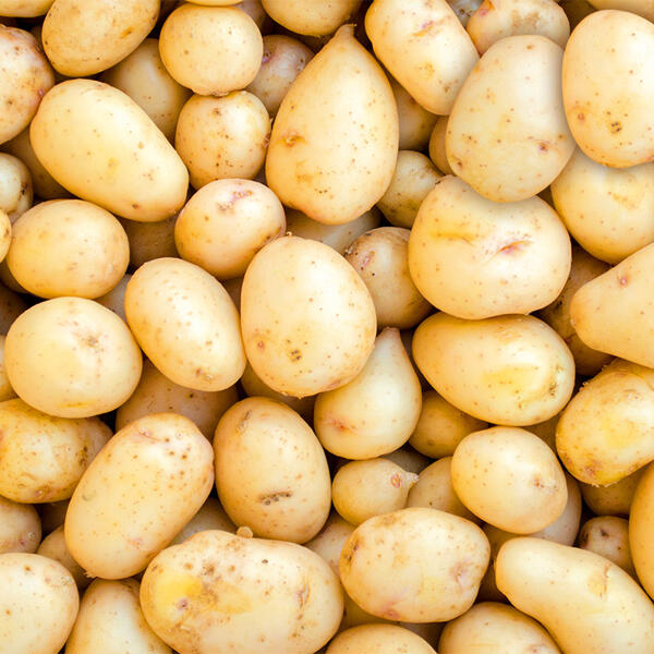 Speisefrühkartoffeln