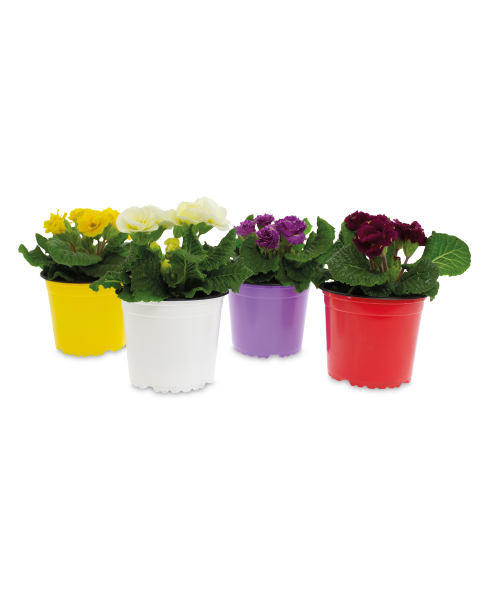 Double Primula