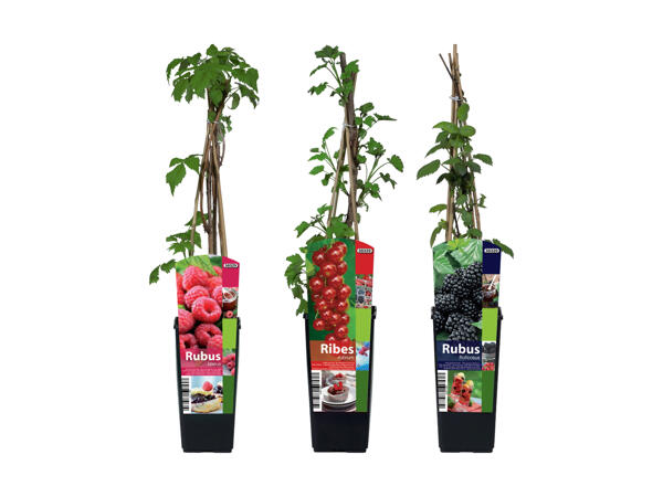 Arbuste fruitier