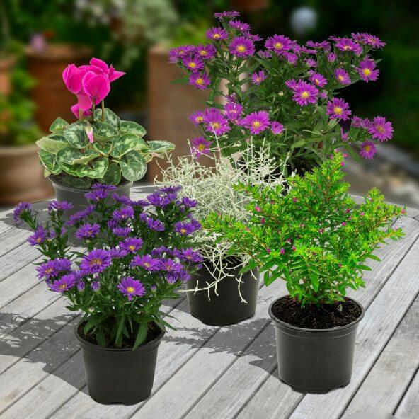 Sensommer planter til haven