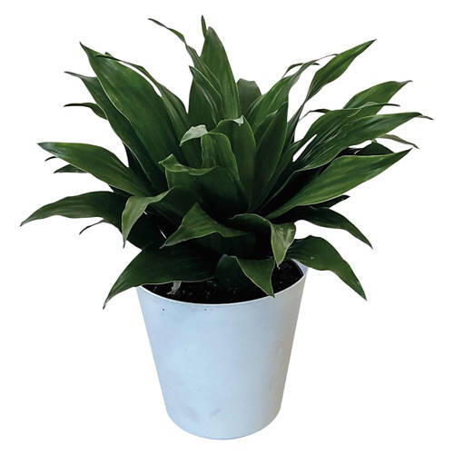 4" Assorted Foliage