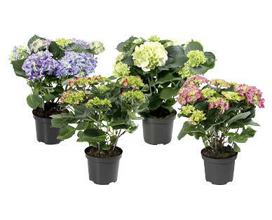 HORTENSIAS EN POT