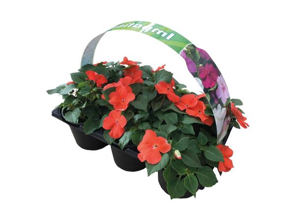 Bedplanter i 6‘er bakke