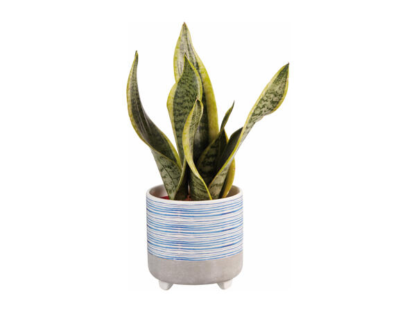 Plant in Blue Ceramic