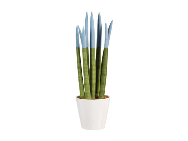 Sanseveria
