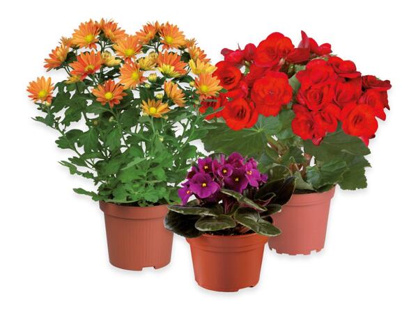 Flowering plants