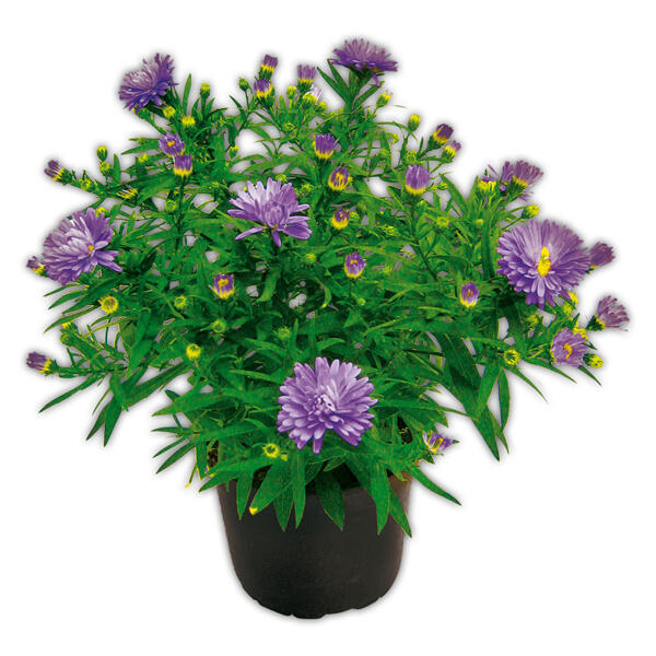Herbstastern Busch XL