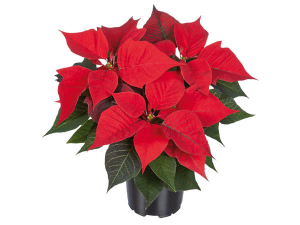 Weihnachtsstern Mehrtrieber