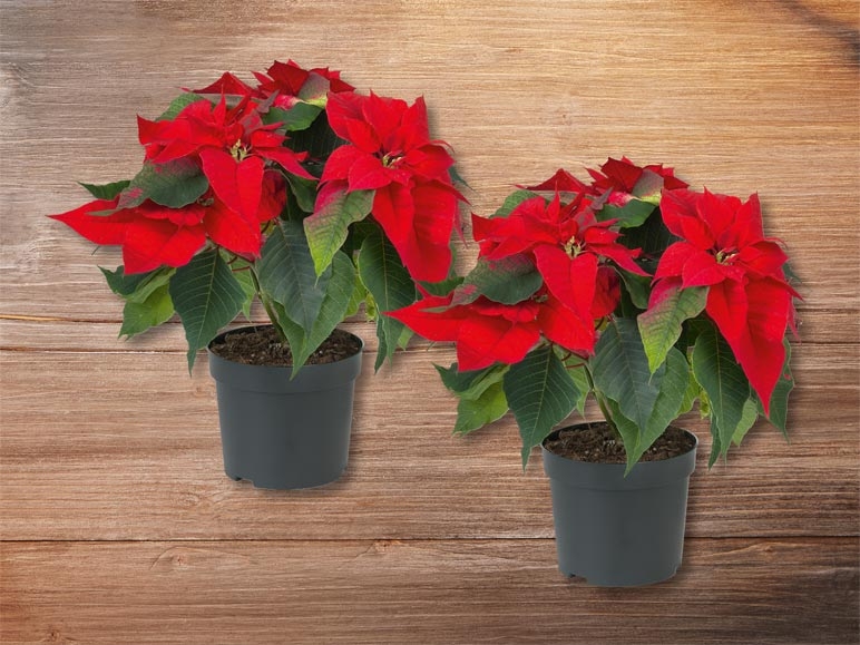 Poinsettia à plusieurs tiges