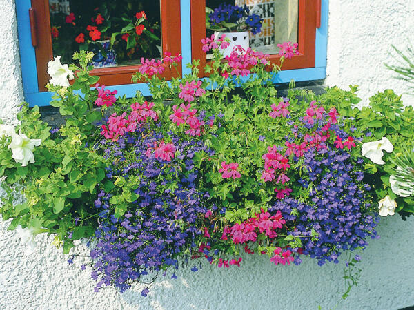 Sommerblomster i ampel