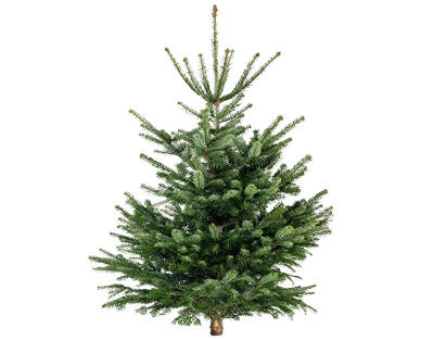 SAPIN NORDMANN