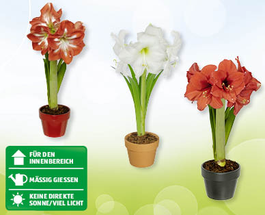 GARDENLINE(R) Amaryllis