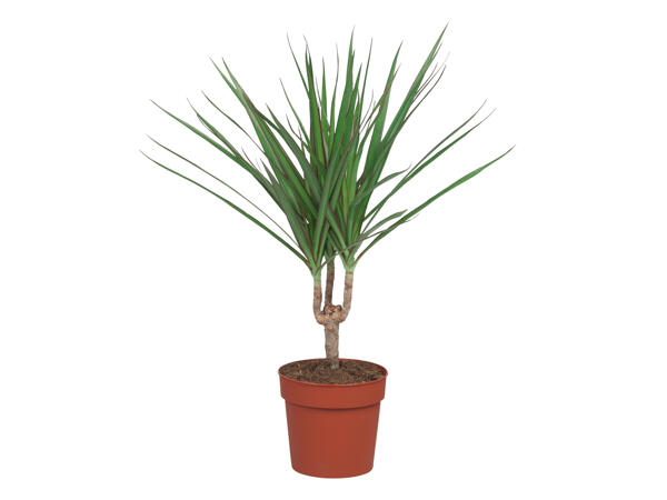 Assorted Palms
