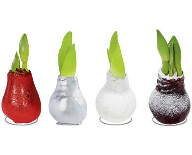 AMARYLLIS TREMPÉE DANS DE LA CIRE