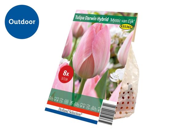 Spring Flowering Bulbs Tulipa Darwin Hybrid
