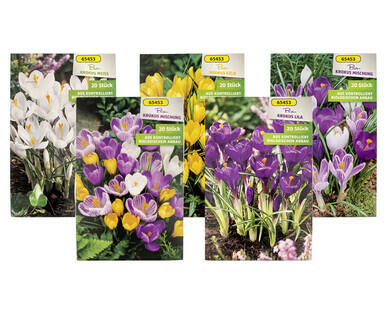 BULBI DI CROCUS BIO
