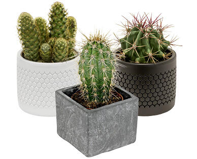 CACTUS/SUCCULENTE