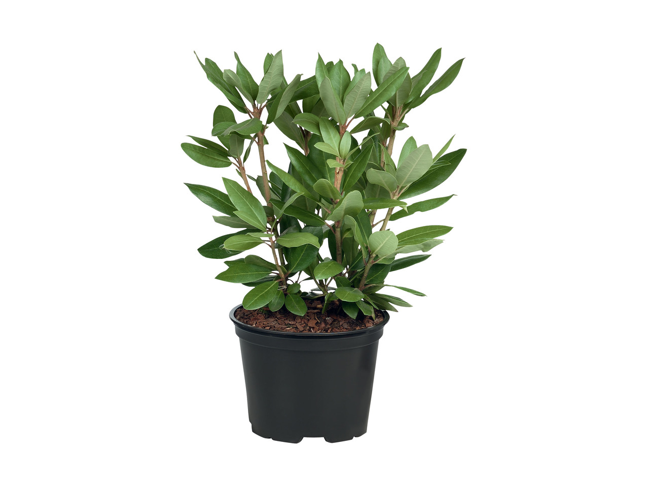 RHODODENDRON