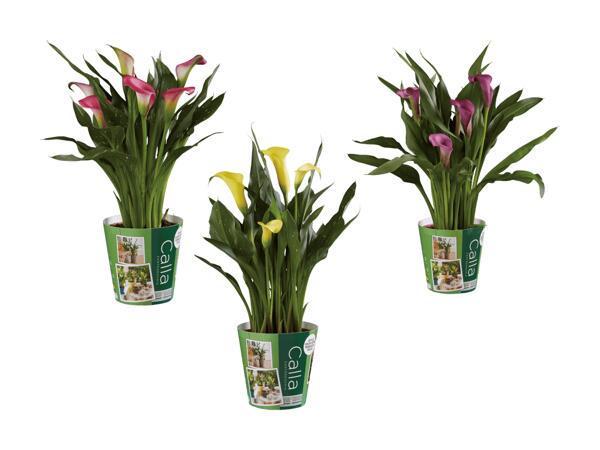 Calla avec cache décoratif