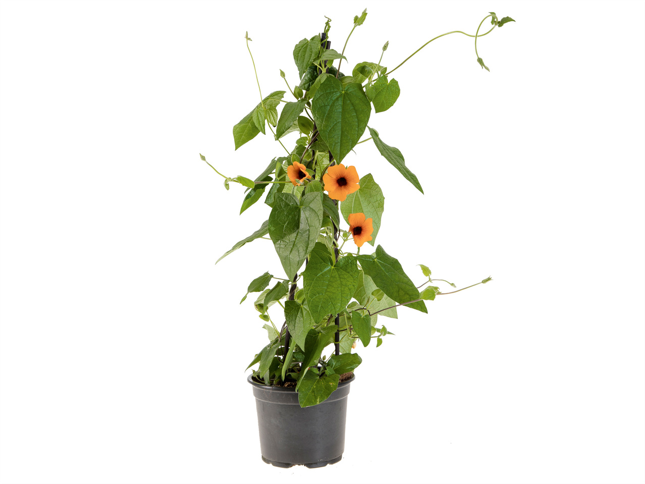 Sommerpyramide
