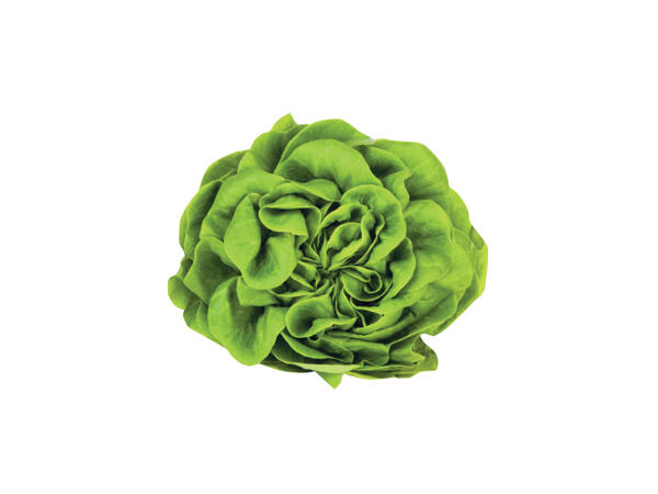 Butterhead Lettuce