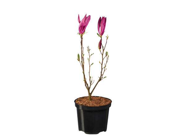 Magnolia